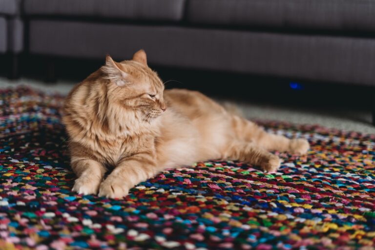 Discover the Perfect Rug for Every Room in Your Home